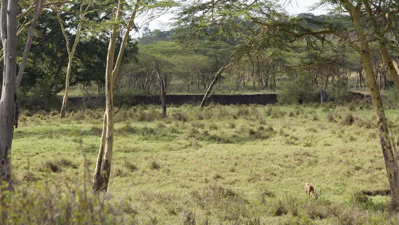 Nairobi National Park - Kenya, Africa