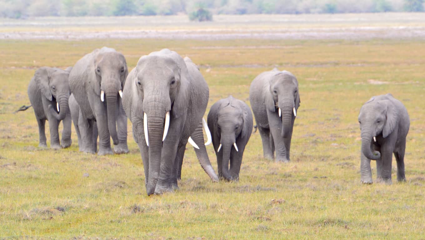 Elephants In The Serengeti - Tanzania, Africa